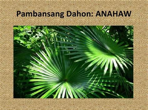 pambansang laro|pambansang dahon ng pilipinas.
